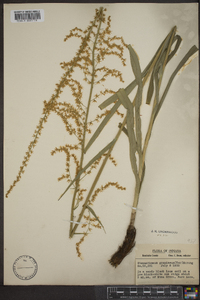 Stenanthium gramineum image