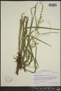 Stenanthium gramineum image