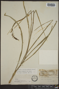 Stenanthium gramineum image