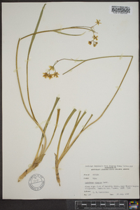 Zigadenus elegans image