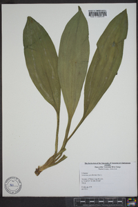 Veratrum parviflorum image