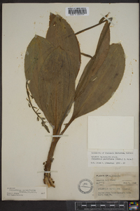 Veratrum parviflorum image