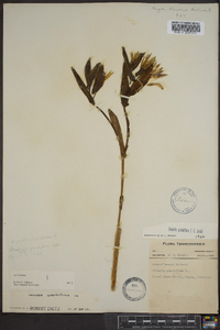 Uvularia grandiflora image