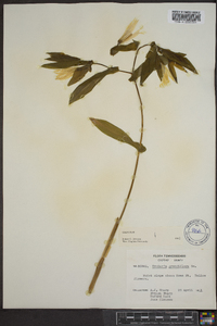 Uvularia grandiflora image