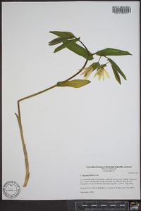 Uvularia grandiflora image