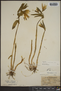 Uvularia grandiflora image