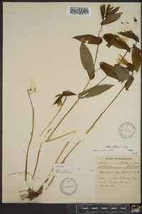 Uvularia grandiflora image