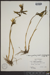 Uvularia grandiflora image