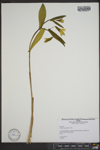 Uvularia grandiflora image