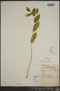 Uvularia perfoliata image