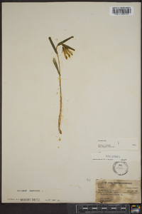 Uvularia perfoliata image