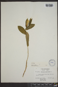 Uvularia perfoliata image