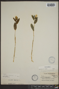 Uvularia perfoliata image