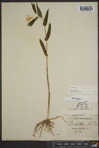 Uvularia perfoliata image