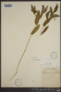 Uvularia perfoliata image