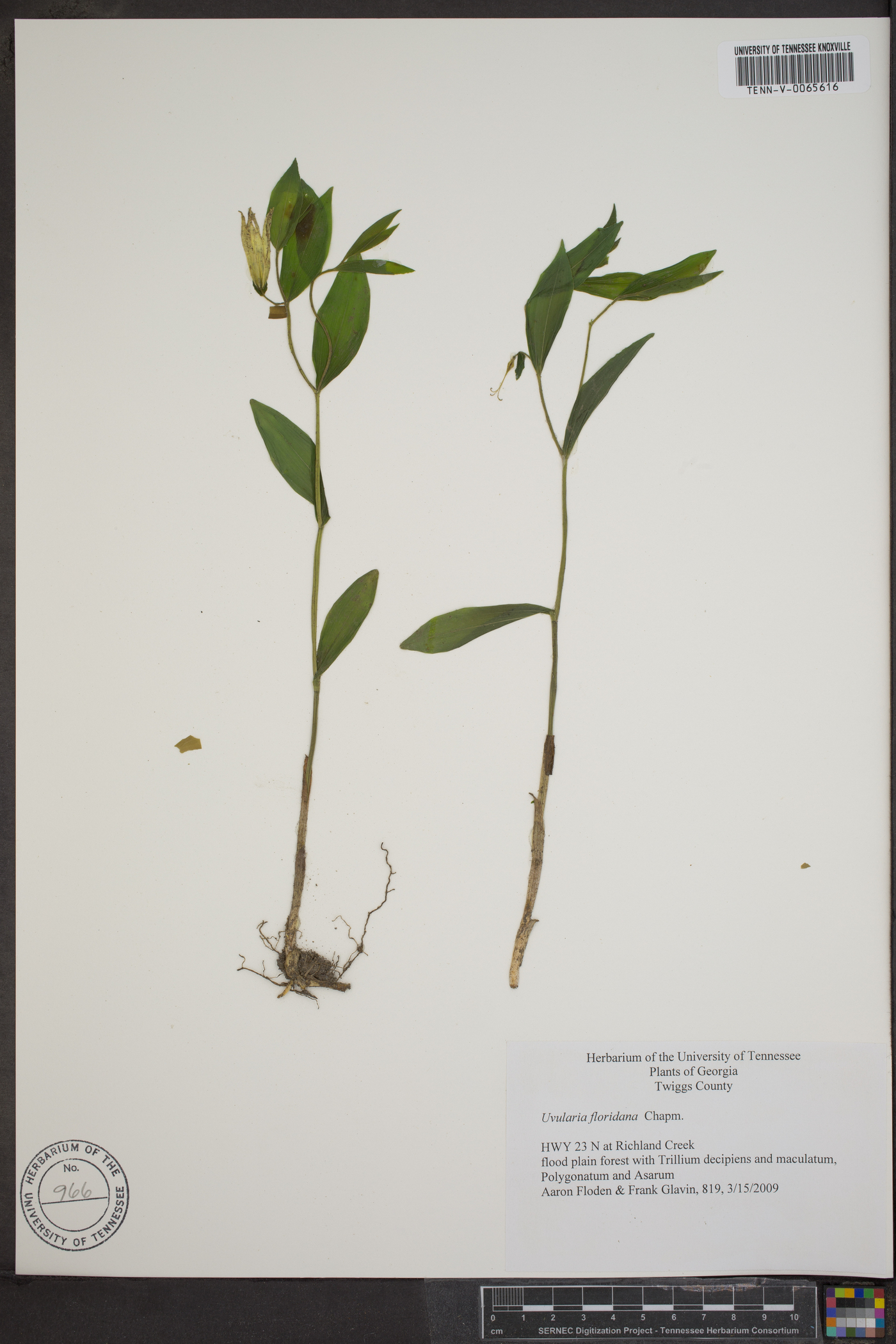 Uvularia floridana image