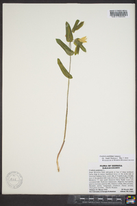 Uvularia perfoliata image