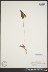 Uvularia perfoliata image