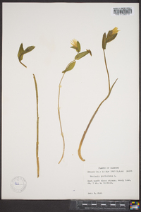 Uvularia perfoliata image