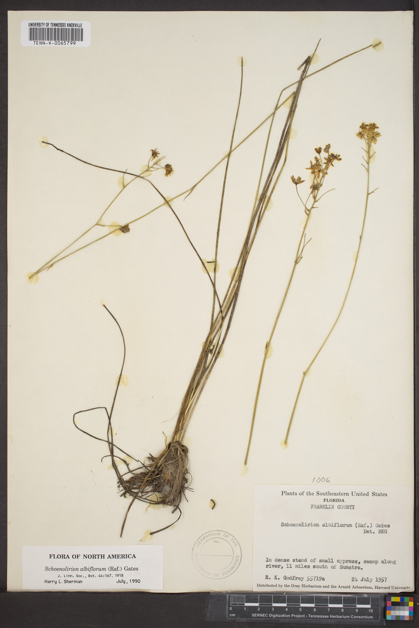 Schoenolirion albiflorum image