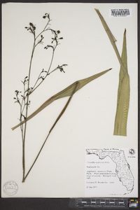 Dianella caerulea image