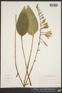 Hosta erromena image