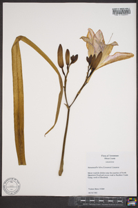 Hemerocallis fulva image