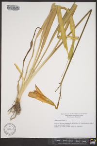 Hemerocallis fulva image