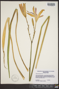 Hemerocallis fulva image