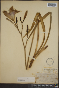 Hemerocallis fulva image