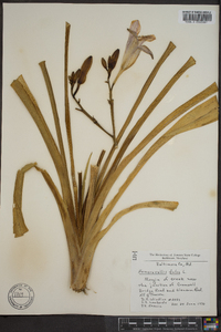 Hemerocallis fulva image