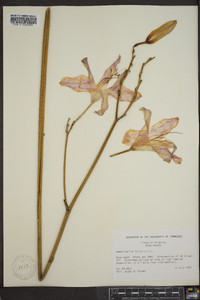 Hemerocallis fulva image