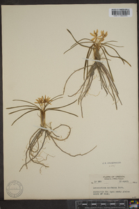 Leucocrinum montanum image