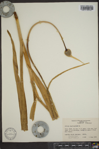 Allium ampeloprasum image
