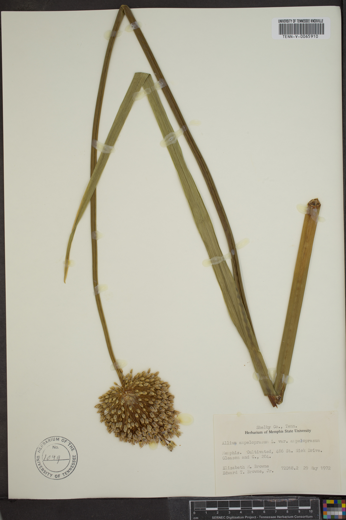 Allium ampeloprasum var. ampeloprasum image