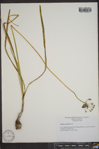 Allium cernuum image