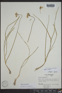 Allium cernuum image
