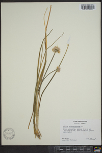 Allium schoenoprasum image