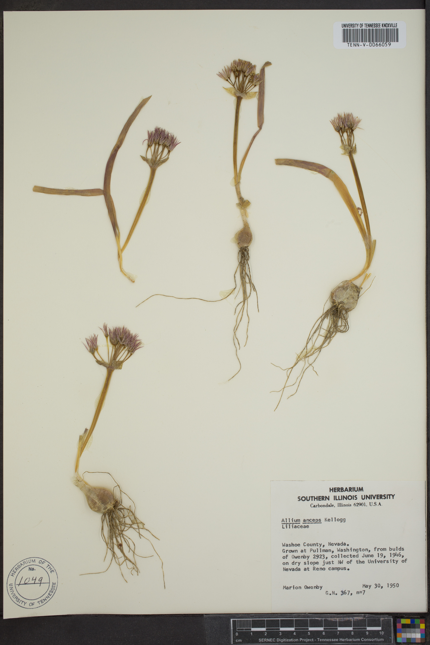 Allium anceps image