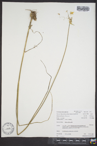 Allium vineale image