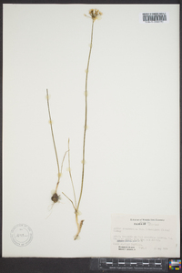 Allium canadense var. lavandulare image