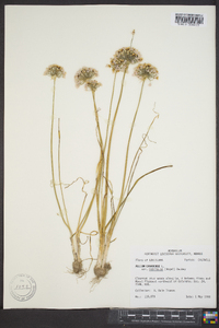 Allium canadense var. mobilense image