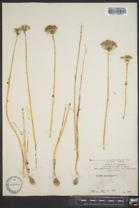 Allium canadense var. mobilense image