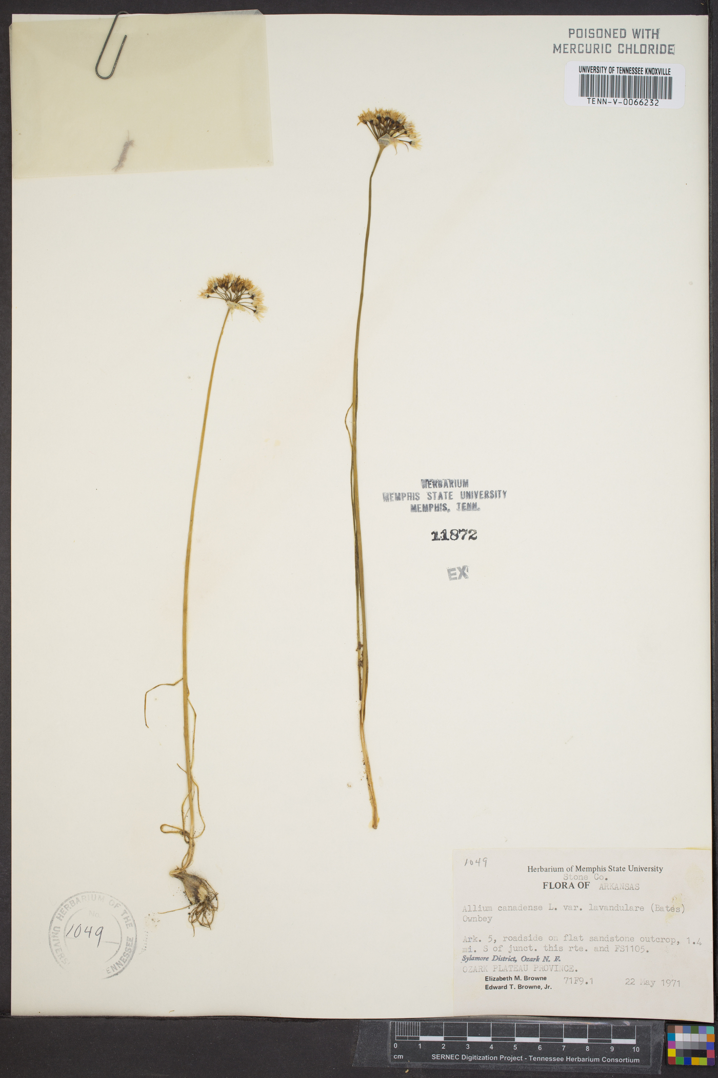 Allium canadense var. lavandulare image