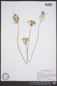 Allium cuthbertii image