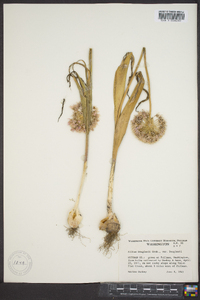 Allium douglasii image