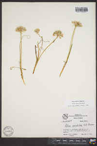 Allium drummondii image