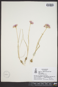 Allium drummondii image