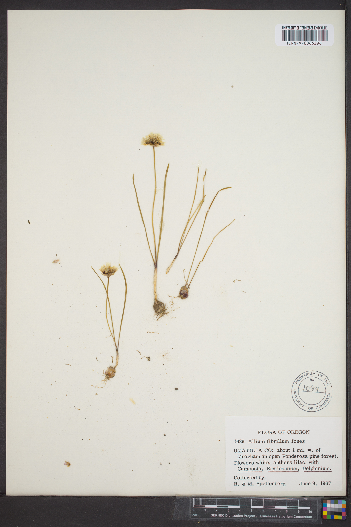 Allium fibrillum image