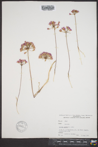 Allium geyeri image